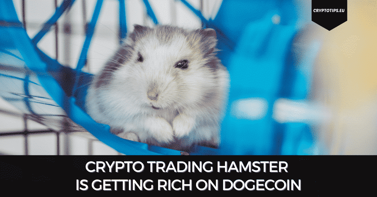 Crypto Trading Hamster Is Getting Rich On Dogecoin
