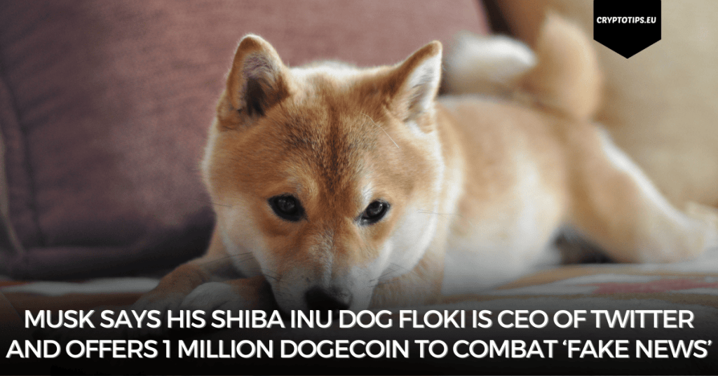 Musk says his Shiba Inu dog Floki is CEO of Twitter and offers 1 million Dogecoin to combat ‘fake news’