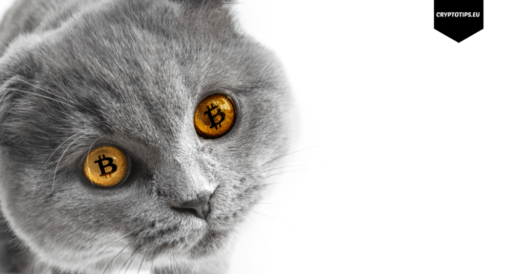Was dat de Bitcoin bodem en memecoins voor kattenliefhebbers zijn trending